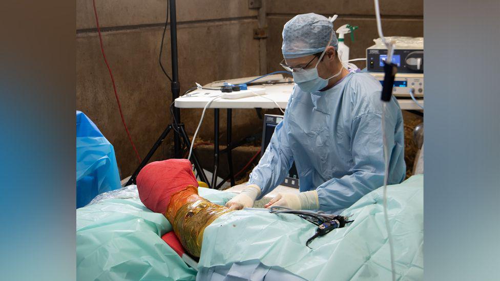 Surgeon in blue in mask and gown operating on rhino's leg