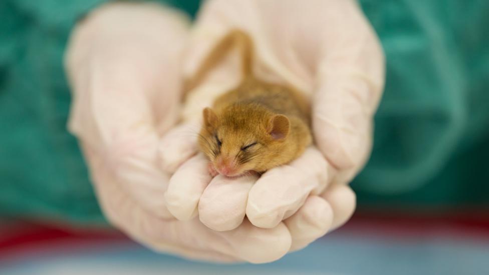 £20m mystery gift buys London Zoo new hospital where you can watch vets work