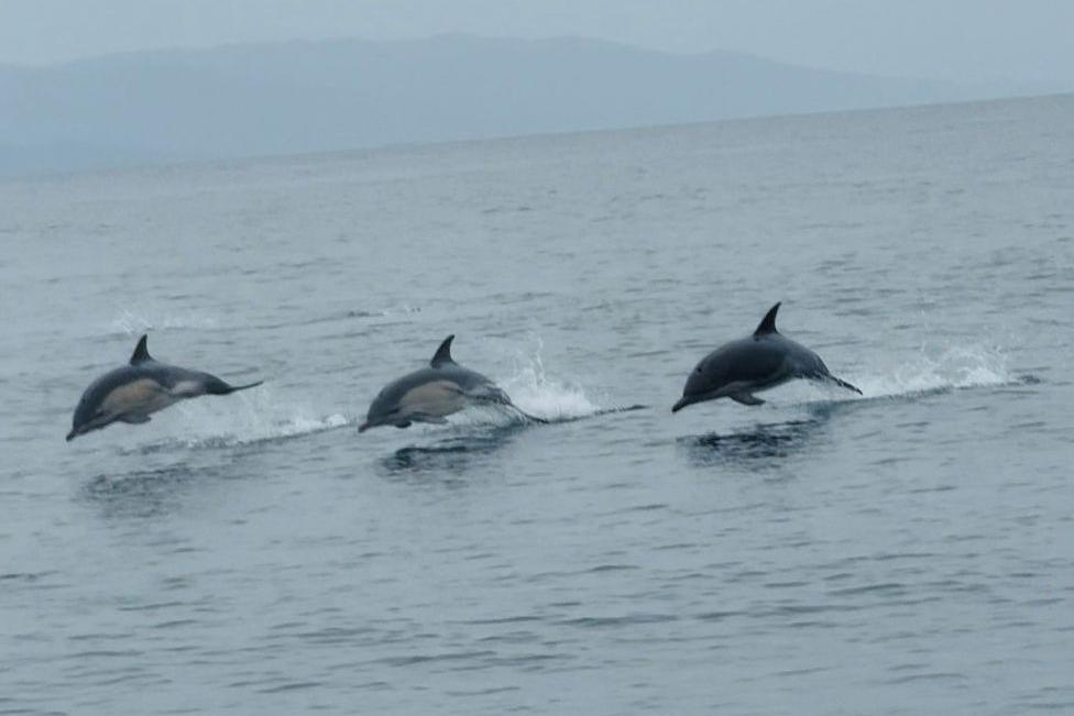 Line of three dolphins leaping from the water.