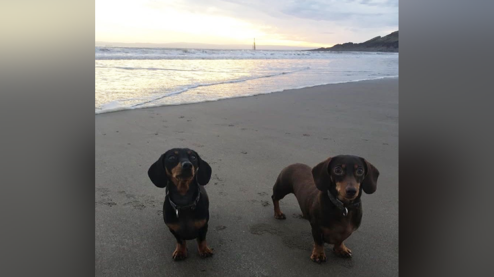 Two brown sausage dogs on a beach, with the sea and sunset in the background.