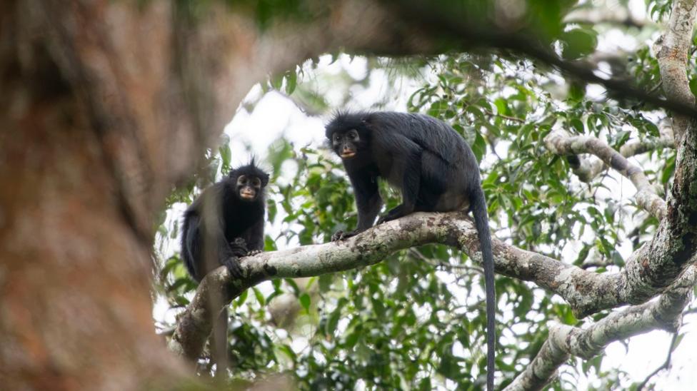 New monkey species with orange lips found 'hiding' in DRC forest