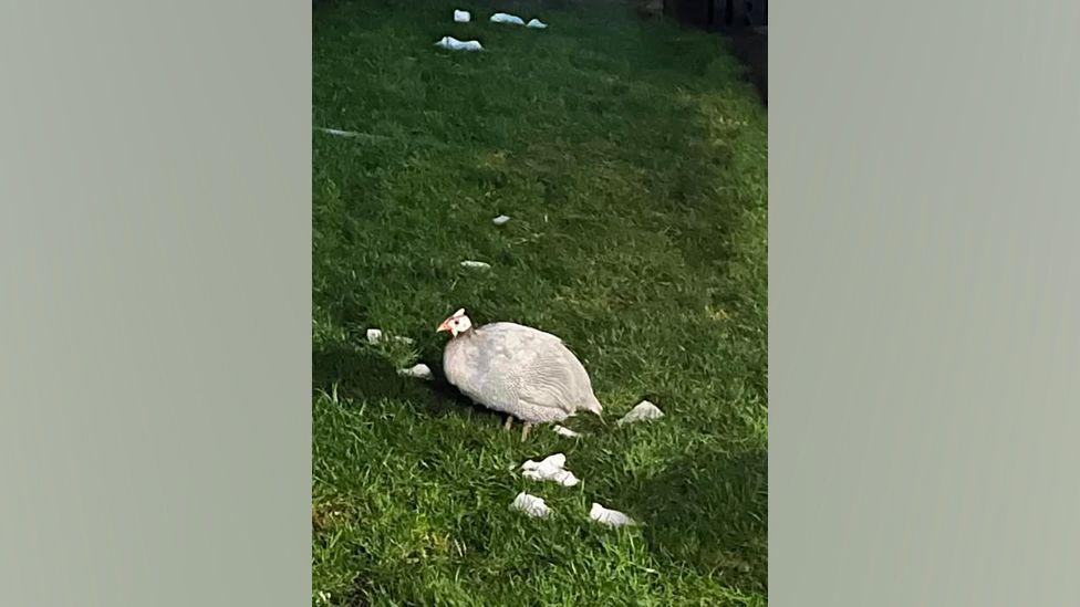 The white guinea fowl standing in some grass. It has a red and yellow beak. Litter is scattered amongst the grass.