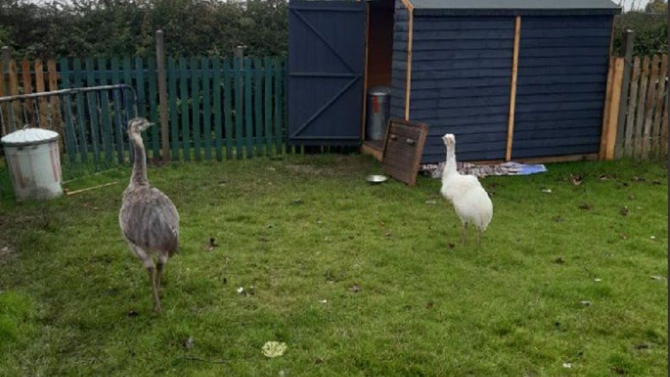 A grey rhea and a white rhea on grass in a garden, which has a green fence and a blue shed.