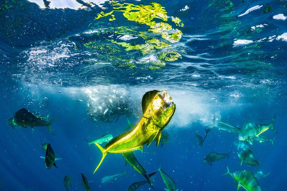 A triumphant mahimahi, or common dolphinfish, proudly displays its catch amidst a feeding frenzy in Baja California Sur, Mexico
