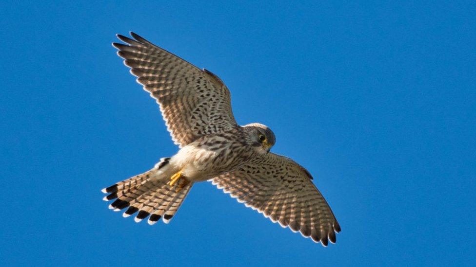 Kestrel in flight