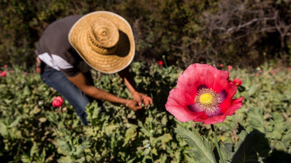 Farmer working a poppy field in Mexico