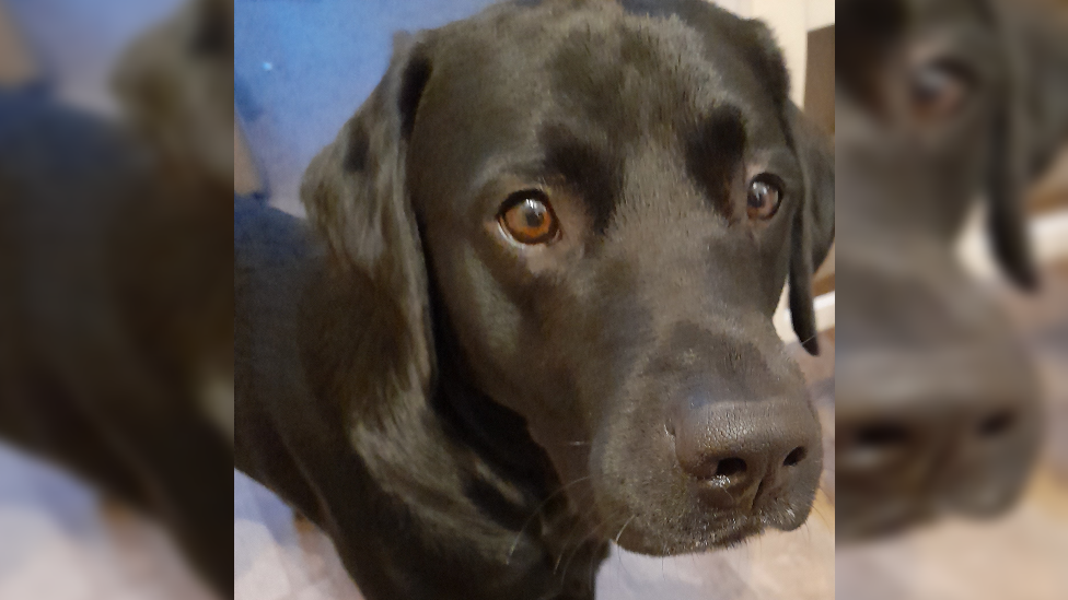 Ted, a Labrador, stares to the right