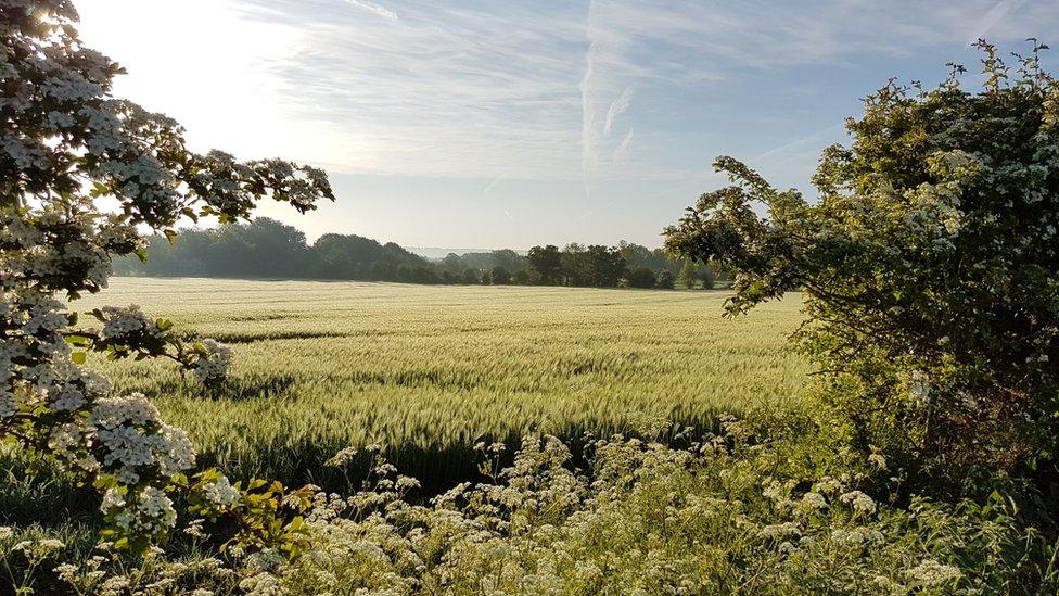 Field near Chalgrove