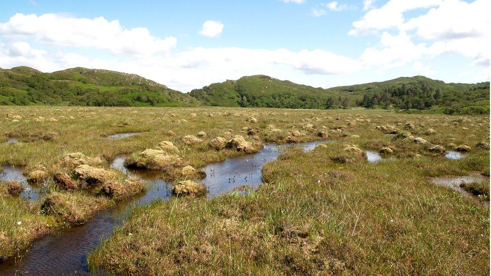 Peat bog