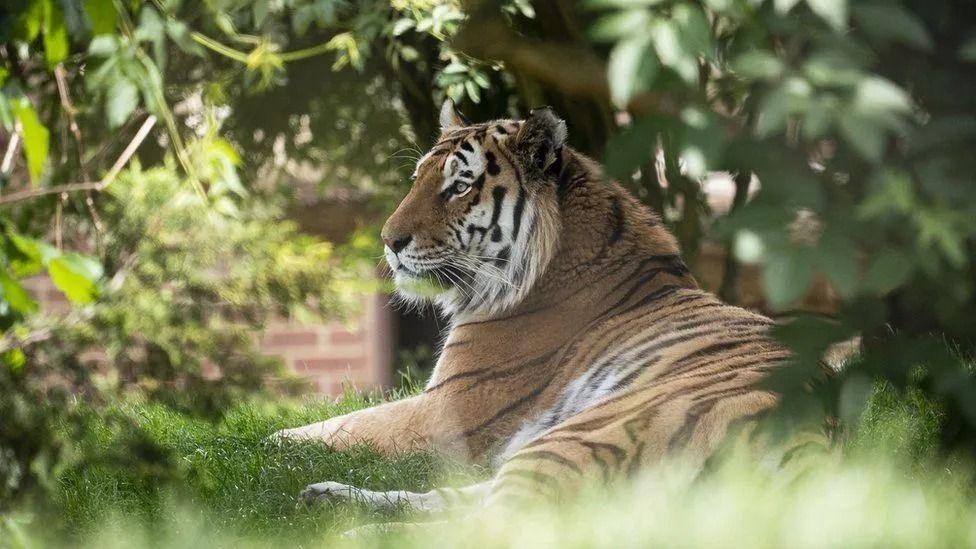 Bagai the Amur tiger lying on the grass with bushes surrounding him and a brick wall behind him. He is staring thoughtfully.