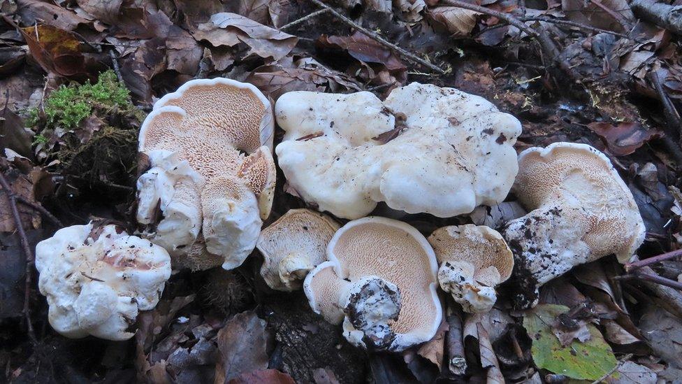 The Queen's hedgehog fungus