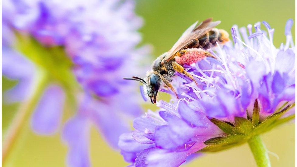 Large Scabious Mining Bee (Andrena hattorfiana) Will Hawkes