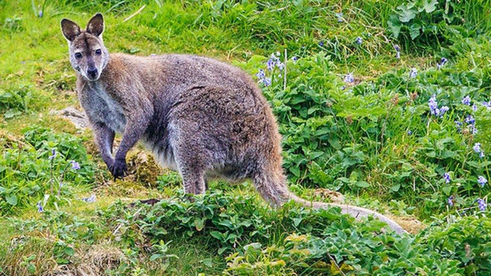 Wallaby Lambay