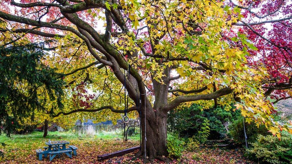 Sweet Gum Tree at St Christopher's site in Bristol