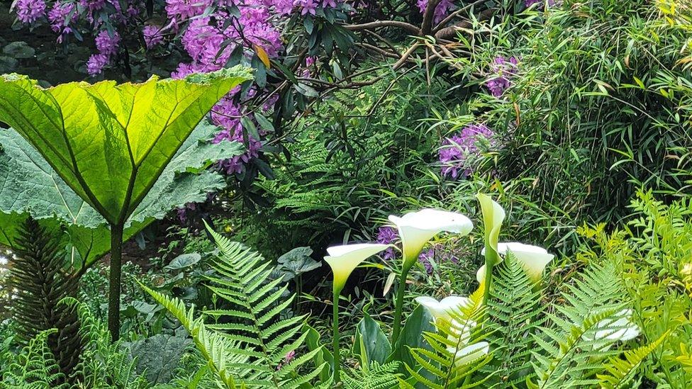 Lavethan garden with gunnera, lillies and rhodendendron