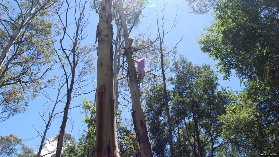 A koala climbs a tree in the Blue Mountains, NSW, Australia