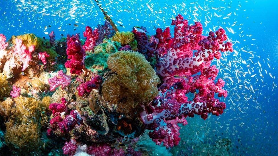 colourful-coral