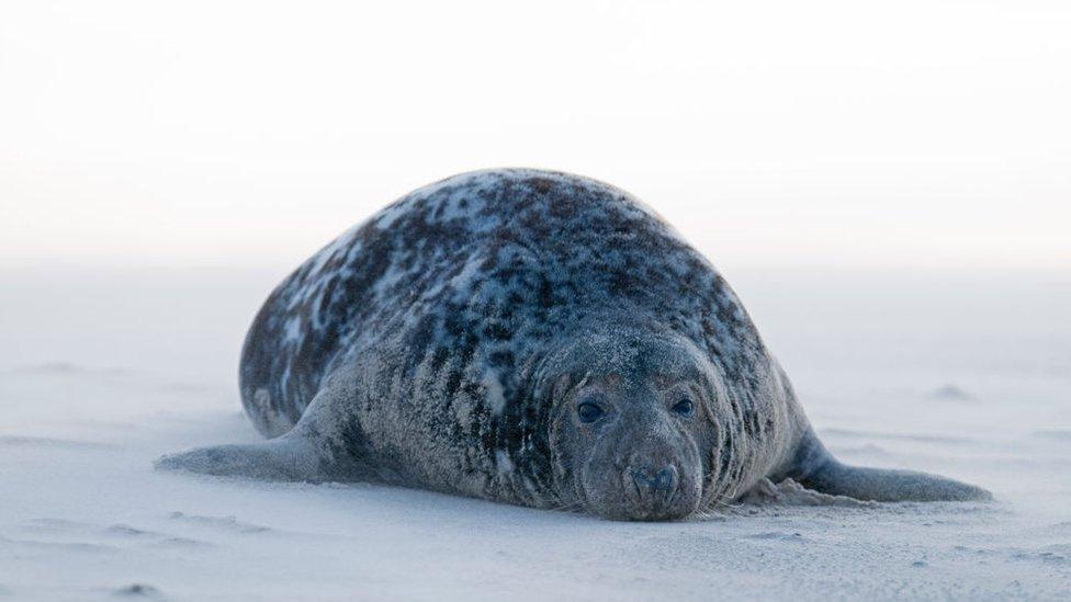 grey-seal-pup.