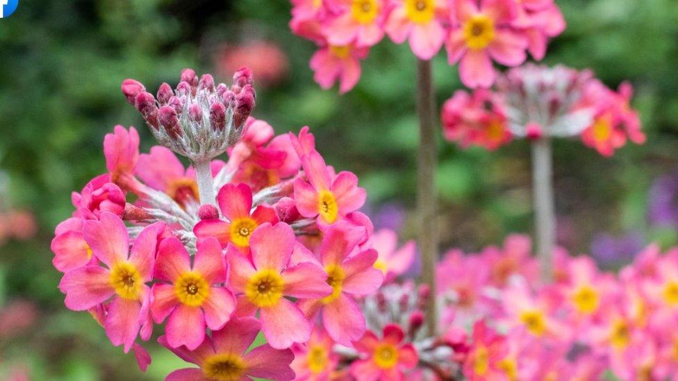 Flowers in bloom at Royal Botanic Garden in Edinburgh