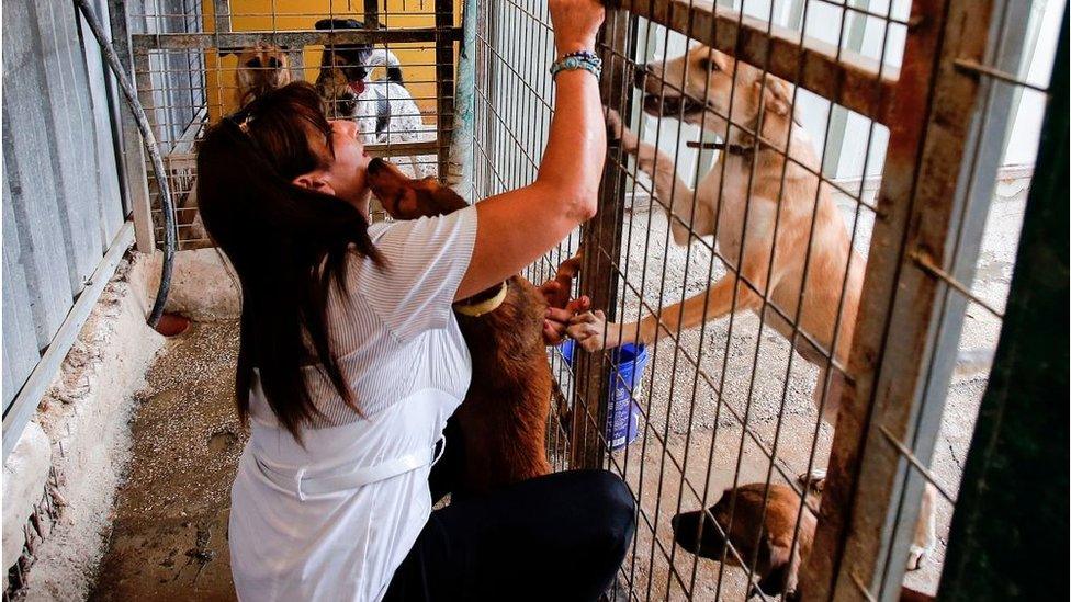 Diana Babish with dogs at shelter in Beir Sahour (file photo)