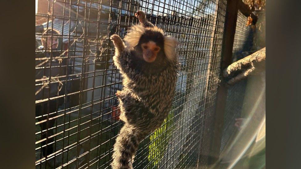 Kush the marmoset