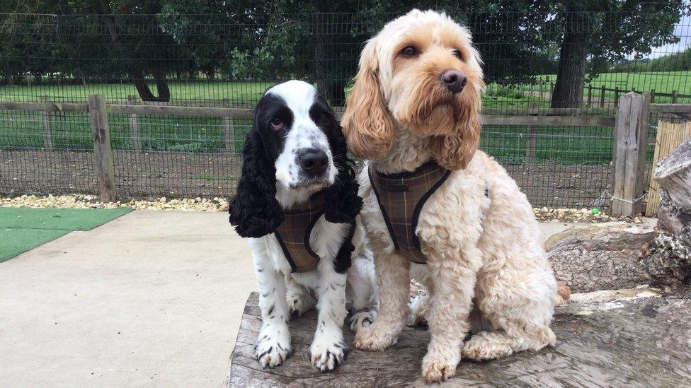 Dogs at day care