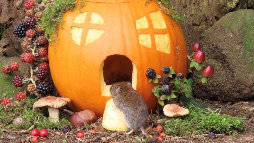 vole climbing into a pumpkin