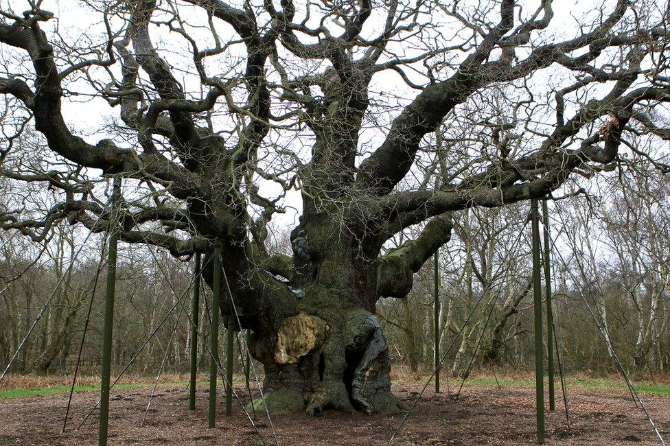 Major Oak