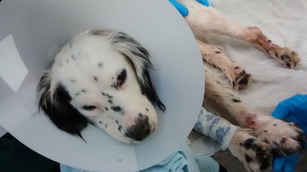 Injured spaniel found in Harrietsham