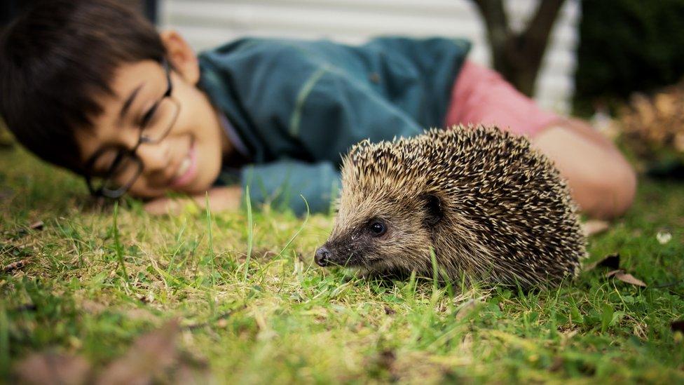 A boy looking at a hedgehog in his garden