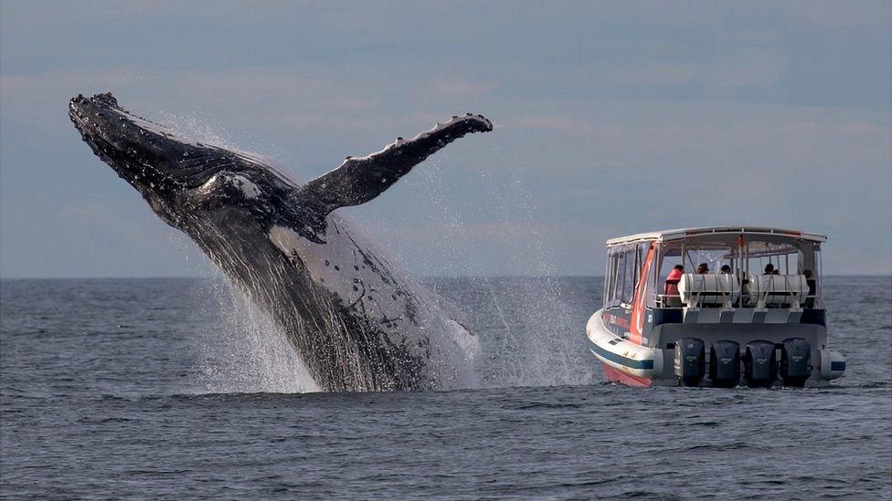 Humpback whale breeching right next to a small whale-watching boat.