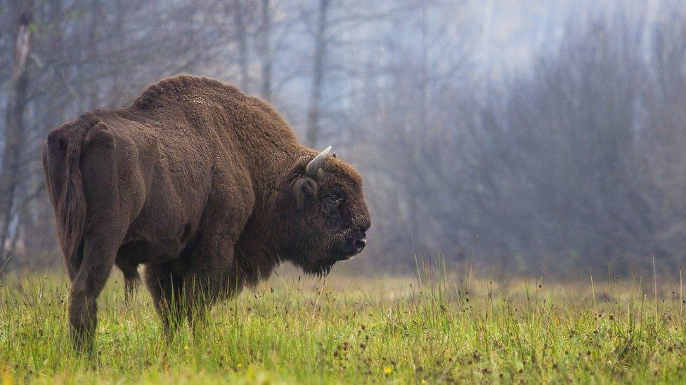 European bison