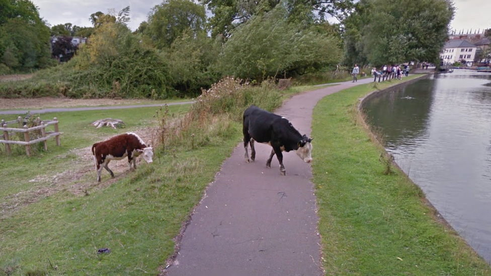 Bullock by the River Cam