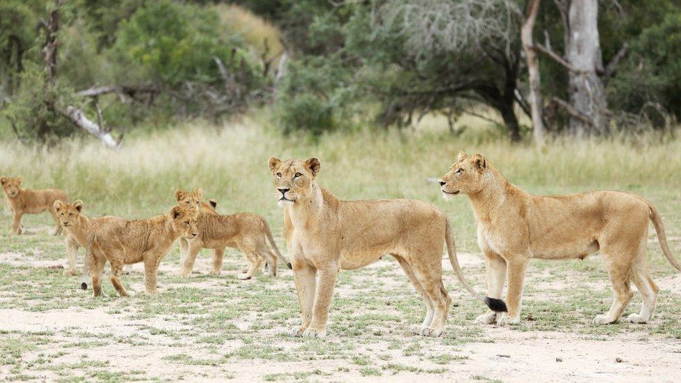 Lions in Kruger National Park in South Africa