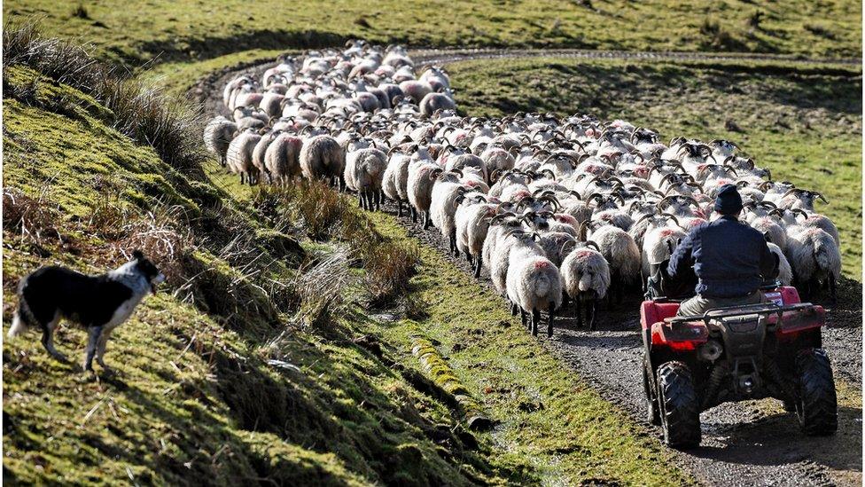 Angus MacFadyen his sons Colin and Allan work with their sheep on Bragleenmore farm in Scammadale Glen on February 20, 2018 in Oband,Scotland