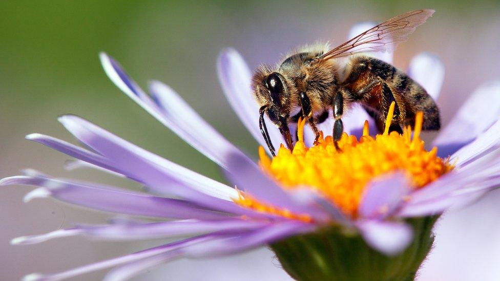 Bee on a flower