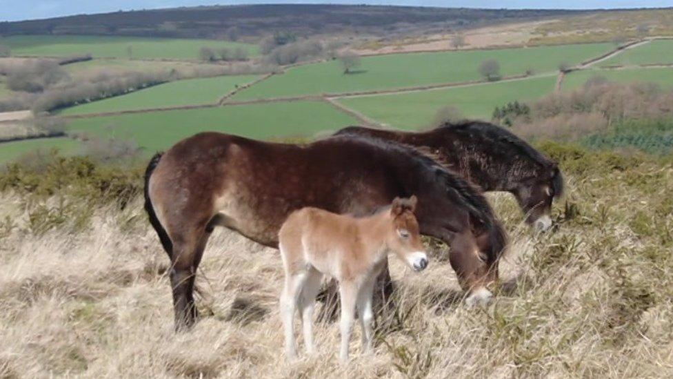 Exmoor ponies