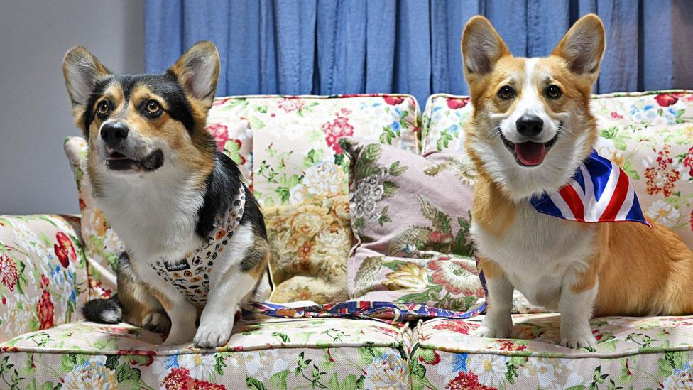 Corgis on a sofa