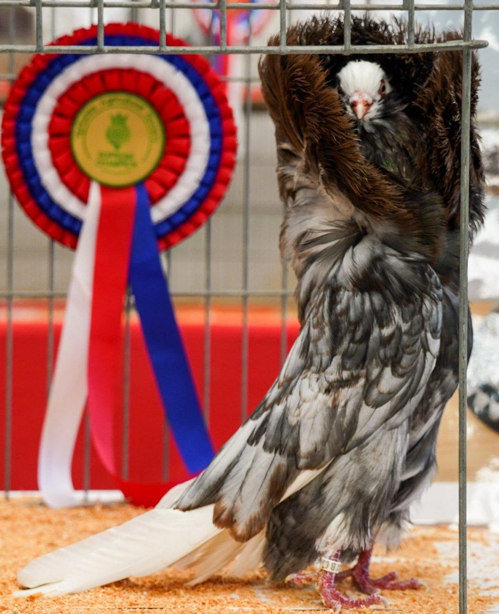 A prize-winning bird