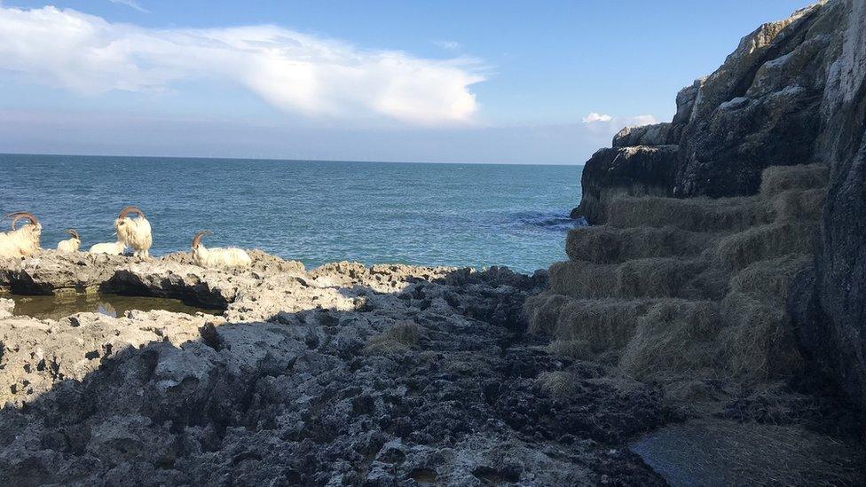 goats stranded by sea