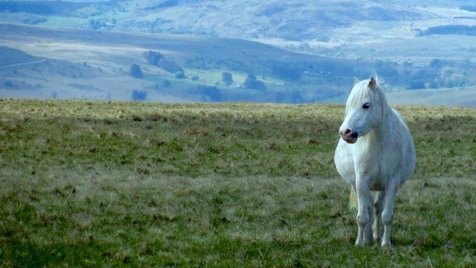 A mountain pony on the Brecon Beacons, near Pen y Fan, taken by Tracy Rees.