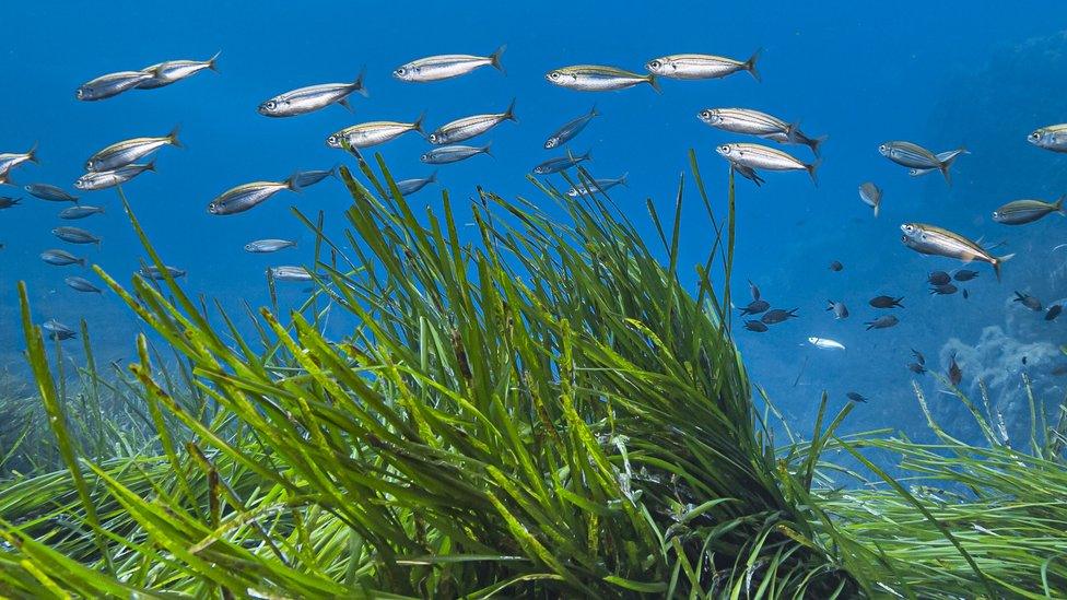 Seagrass and fish underwater