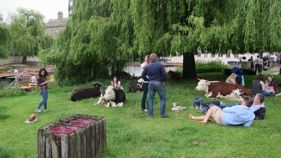 Cattle and people in Cambridge city centre