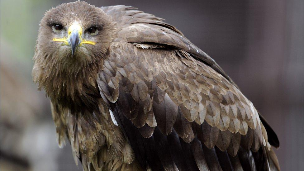 A Steppe eagle, like the one that was shot