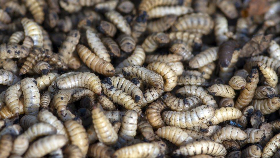 Black soldier fly larvae