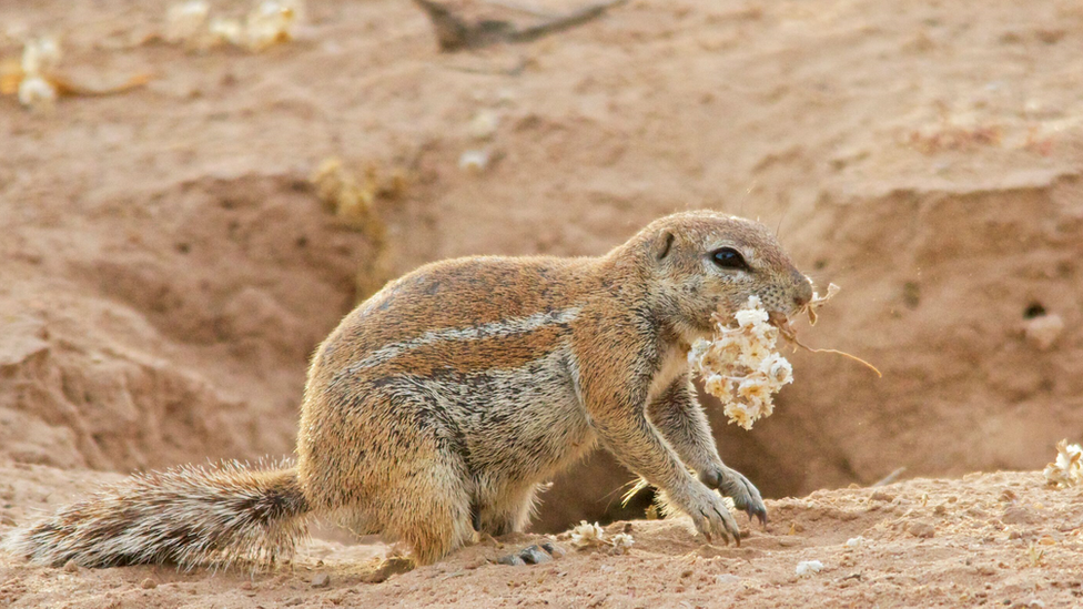 Cape squirrel holding flower in mouth to give to partner