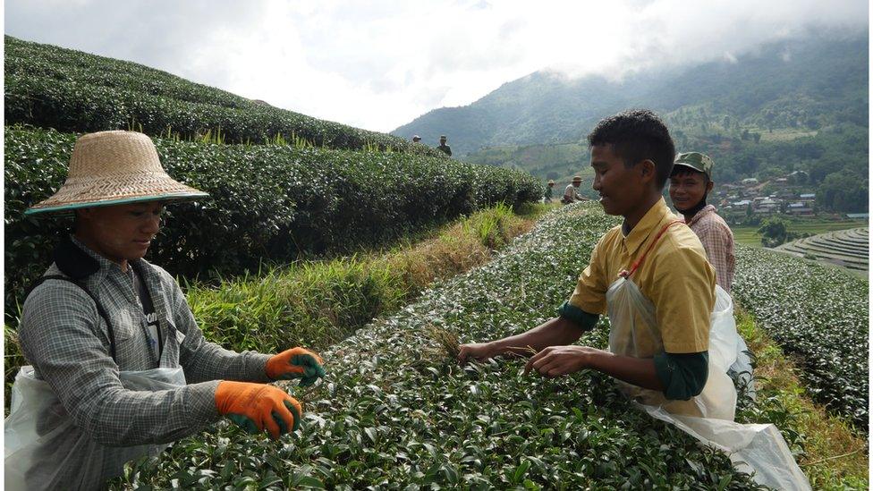 A tea plantation, with workers plucking tea leaves.