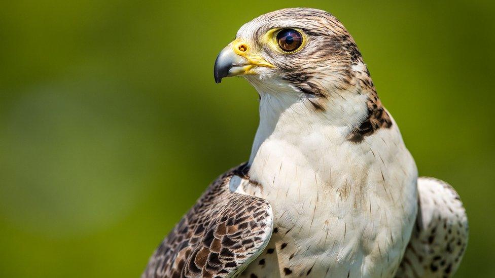 Peregrine falcon