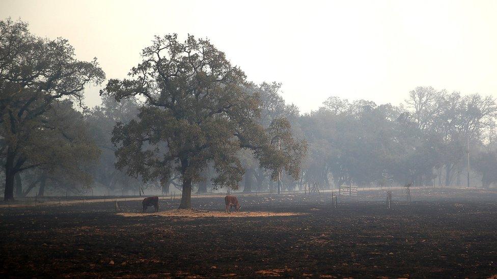 Cows stand on a patch of unburned grass after an out of control wildfire moved through the area on October 9, 2017 in Glen Ellen, California