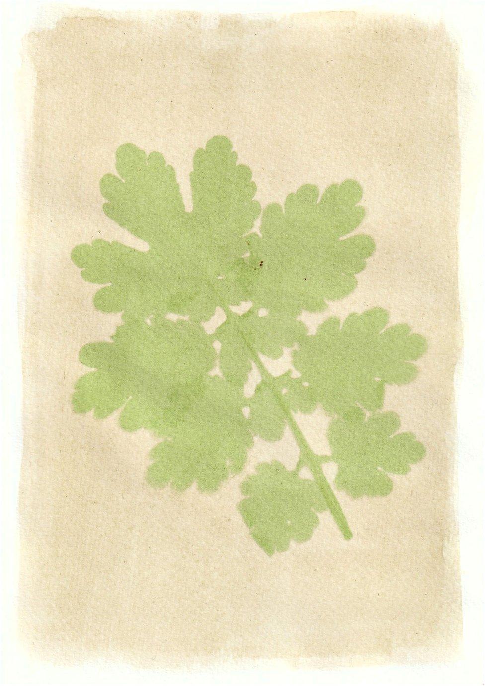 An anthotype print of a large green leaf